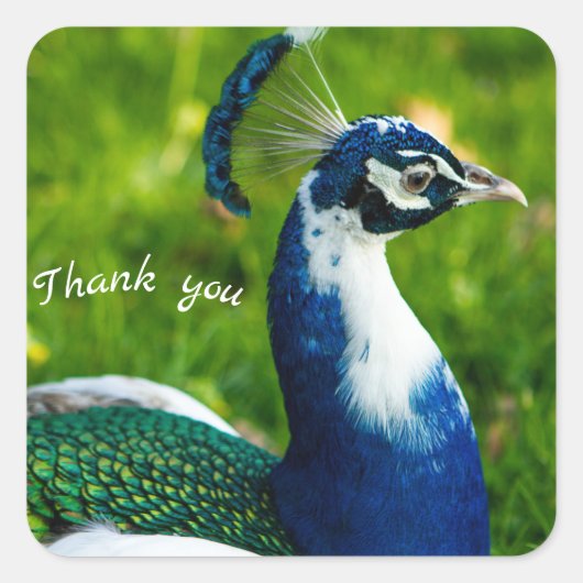 Carré Sticker Peacock bleu moderne (Devant)