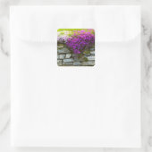 Carré Sticker Phlox On Rocks (Sac)