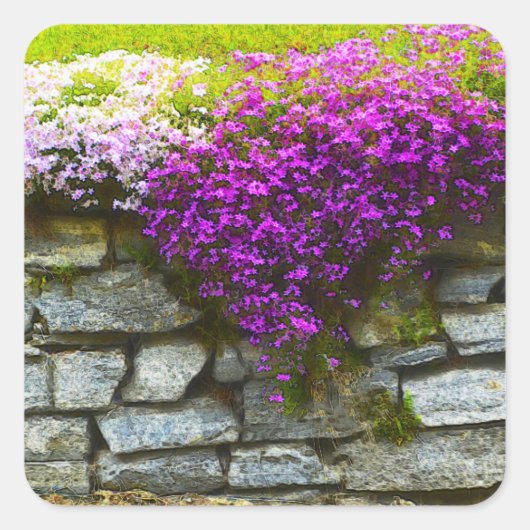 Carré Sticker Phlox On Rocks (Devant)