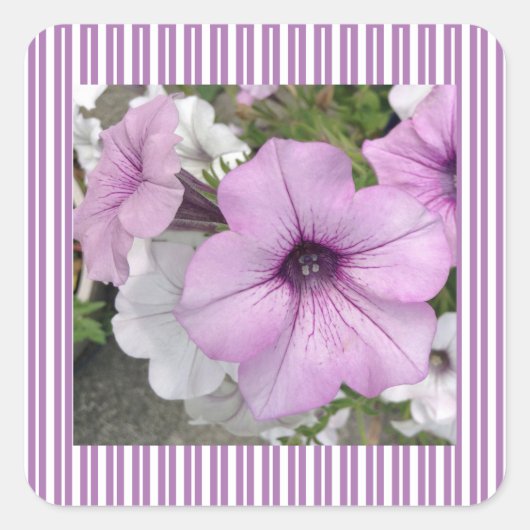 Carré Sticker photo Pretty Purple Petunia (Devant)