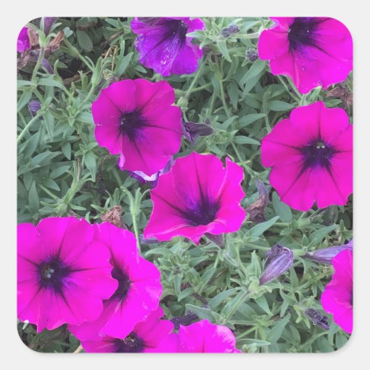 Carré Sticker Pink Petunia (Devant)