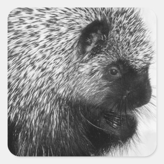 Carré Sticker Porcupine (Devant)