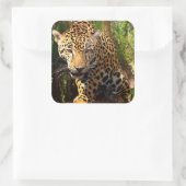 Carré Sticker pour adolescents Jaguar (Sac)