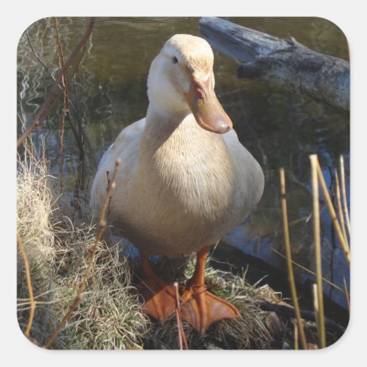 Carré Sticker pour canard de Saxe (Devant)