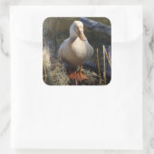 Carré Sticker pour canard de Saxe (Sac)