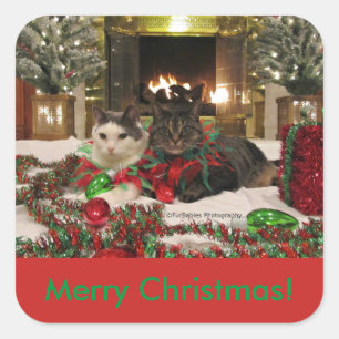 Carré sticker pour chats de Noël
