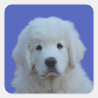Carré Sticker pour chien de berger polonais sur Arrière