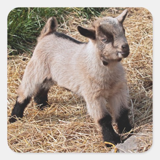 Carré Sticker pour enfant mignon (Devant)