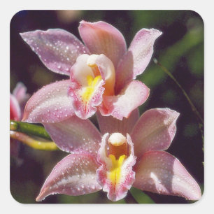 Carré Sticker pour orchidée de Cymbidium