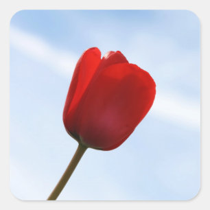 Carré Sticker pour tulipe rouge