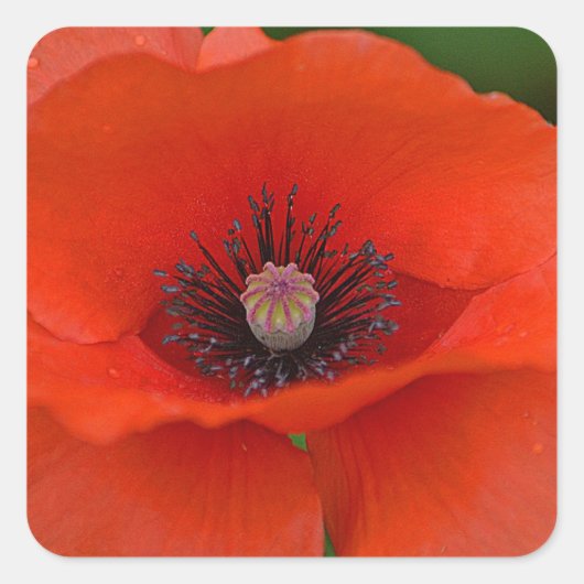Carré Sticker Red Poppy (Devant)