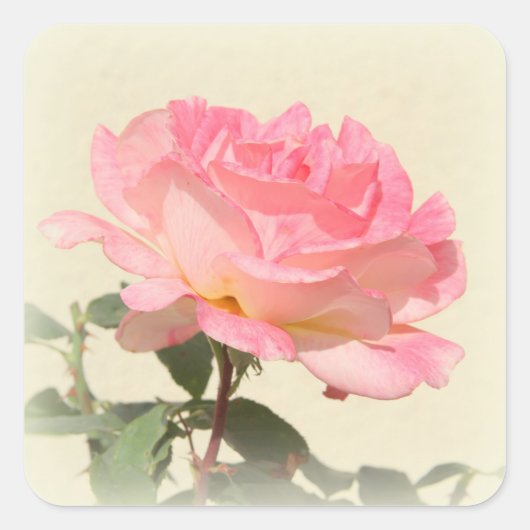 Carré Sticker rose (Devant)