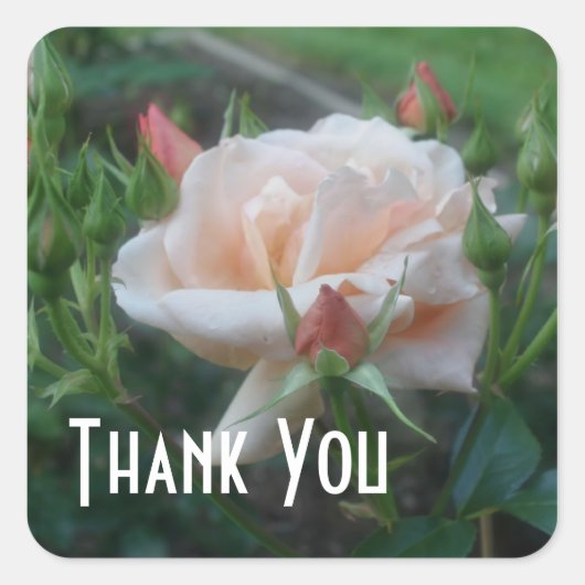 Carré Sticker Rose Fleur Merci (Devant)
