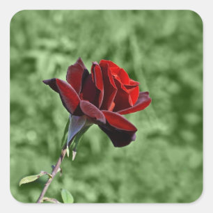 Carré Sticker Rose rouge
