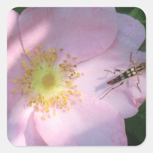 Carré Sticker rose sauvage (Devant)