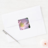 Carré Sticker rose sauvage (Enveloppe)