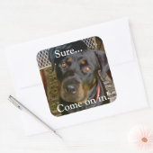 Carré Sticker (rottweiler) (Enveloppe)