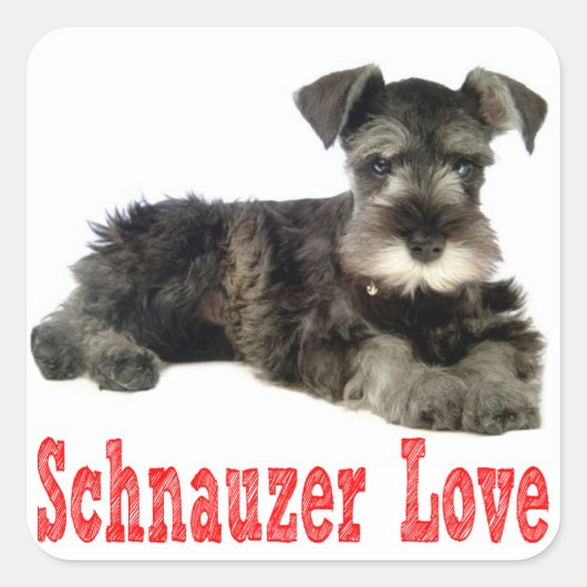 Carré Sticker rouge Schnauzer Chien Chien Miniature Love (Devant)