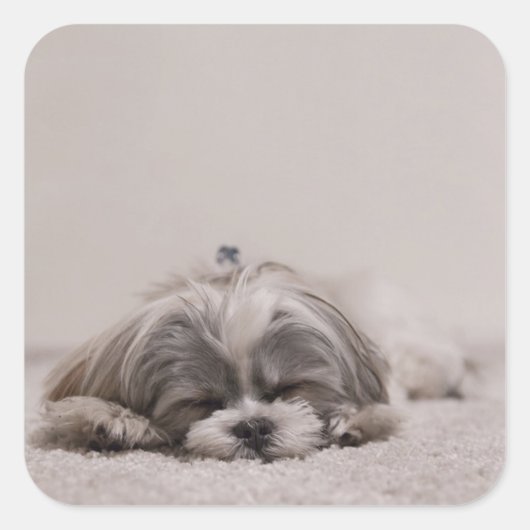 Carré Sticker Shih tzu Sleeping, Chien (Devant)