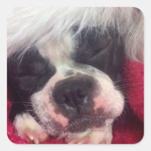Carré Sticker Sleeping Boston Terrier