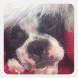 Carré Sticker Sleeping Boston Terrier