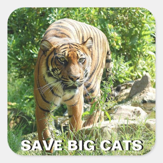 Carré Sticker Sumatran Tiger (Devant)