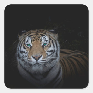 Carré Sticker Tiger