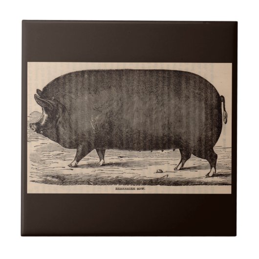 Carreau 19th century farm animal print Berkshire sow no. 2 (Devant)