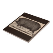 Carreau 19th century farm animal print Berkshire sow no. 2 (Côté)