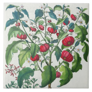 Carreau 1.Solanum Pomiferum ; 2.Amaracus vulgaris, du