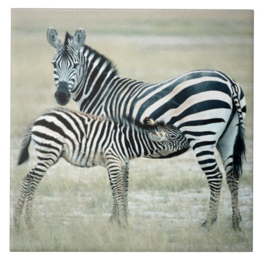 CARREAU 24114480 (Devant)