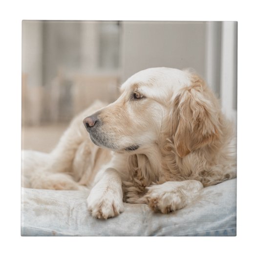 Carreau 34137641_xxl (Devant)