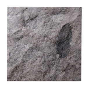 Carreau 350 millions d'année. Tuile décorative fossile d