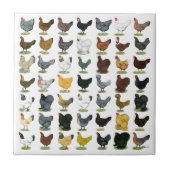 Carreau 49 poules de poulet (Devant)