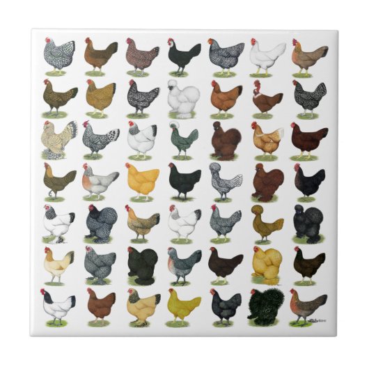 Carreau 49 poules de poulet (Devant)