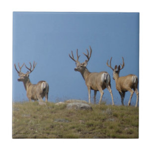 Carreau 9 cerfs Mule en velours