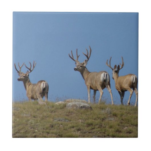 Carreau 9 cerfs Mule en velours (Devant)