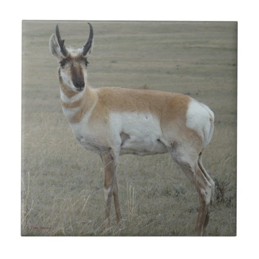 Carreau A28 Pronghorn Antelope Young Buck (Devant)