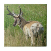 Carreau A35 Pronghorn Antelope Buck (Devant)