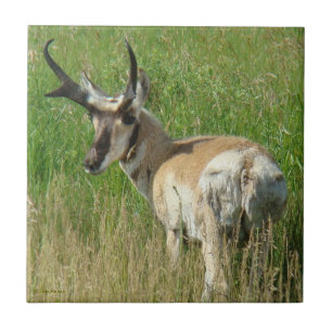 Carreau A35 Pronghorn Antelope Buck