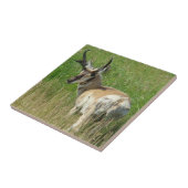 Carreau A35 Pronghorn Antelope Buck (Côté)