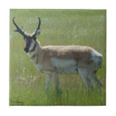Carreau A36 Pronghorn Antelope (Devant)