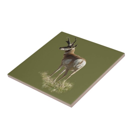 Carreau A43 Pronghorn Antelope Buck (Côté)