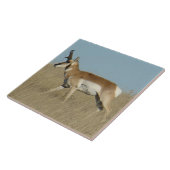 Carreau A45a Pronghorn Antelope Buck (Côté)