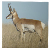 Carreau A46 Pronghorn Antelope (Devant)