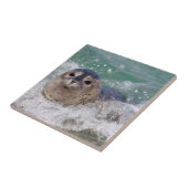 Carreau A baby seal surfing (Côté)