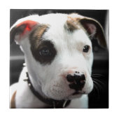 Carreau À l'os de pitbull de chiot (Devant)