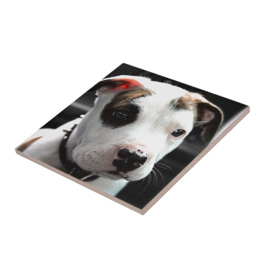 Carreau À l'os de pitbull de chiot (Côté)