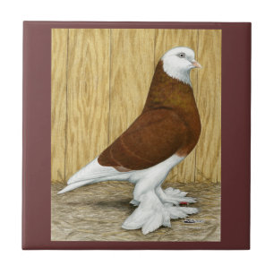 Carreau À l'ouest du Baldhead de rouge de culbuteur de