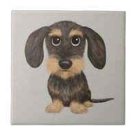 À poils durs Dachshund | Teckel de chien de carica